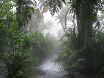 Trees in forest