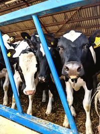 High angle view of cow in shed