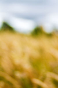 Full frame shot of plants on field