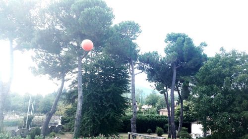 Trees on landscape against clear sky