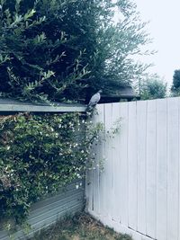 Plants growing outside house in yard