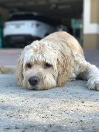 Close-up portrait of dog lying down