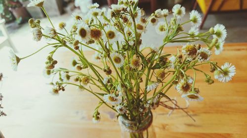 Close-up of flowers against blurred background