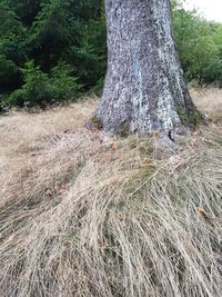 Trees growing in forest