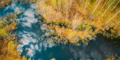 Low angle view of trees in forest