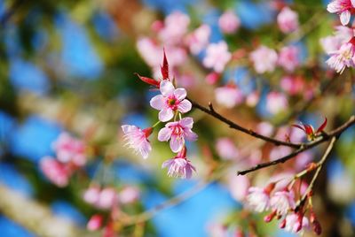 Close-up of pink cherry blossoms in spring