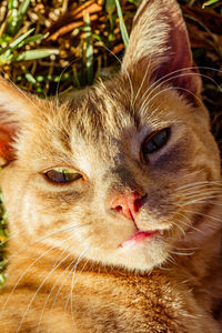 Close-up portrait of a cat