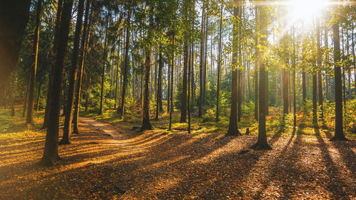 Trees in forest during autumn