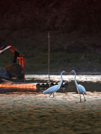 Birds on the beach