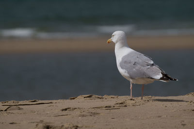 Close-up of seagull perching on sand at beach