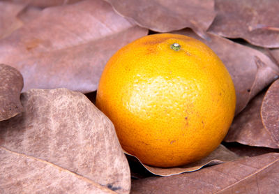 Close-up of oranges