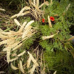 High angle view of crab on grass