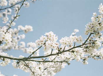 Low angle view of cherry blossoms