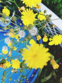 Close-up of yellow flowering plant