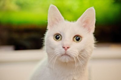 Close-up portrait of white cat