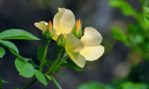 Close-up of yellow flowering plant