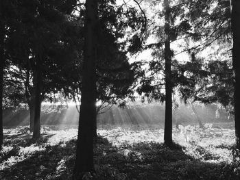 Trees against sky