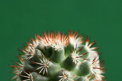 Close-up of cactus plant against blurred background