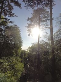 Sun shining through trees