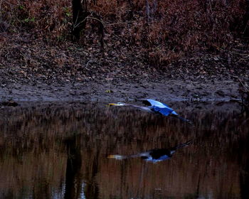 Bird flying over lake