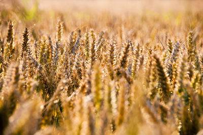 Full frame shot of wheat field