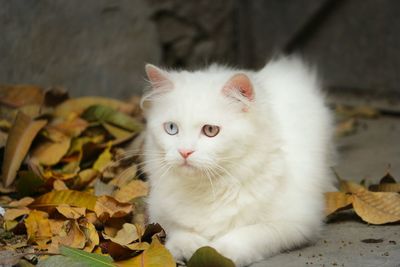 Close-up of cat