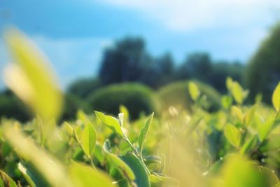 Close-up of plant growing on field