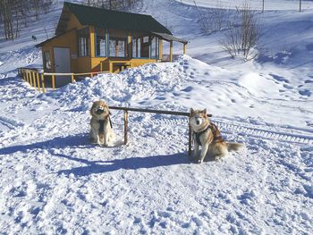 Dog standing on snow covered field