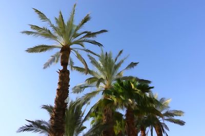 Palm trees, travel destination, paradise 