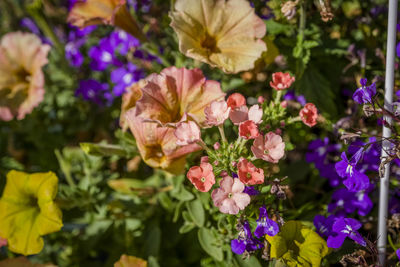 Close-up of pink flowering plants