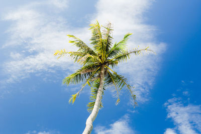 Low angle view of palm tree against sky