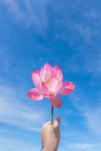 Close-up of hand holding pink flower against blue sky