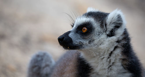 Close-up of an animal