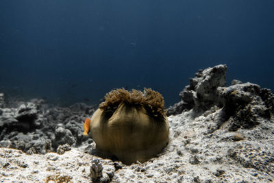 Anemones at a reef in the maledives 