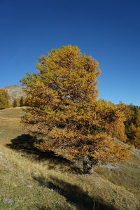 Tree on landscape against clear sky