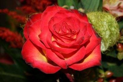 Close-up of red rose blooming outdoors