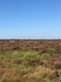 Scenic view of field against clear blue sky