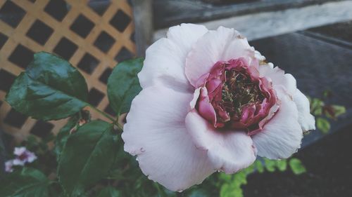 Close-up high angle view of rose