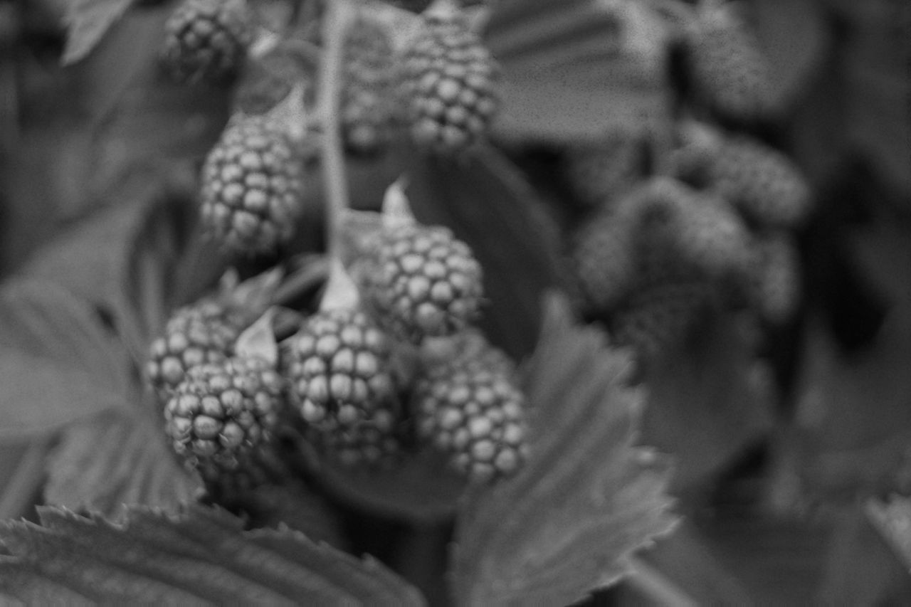 CLOSE-UP OF BERRIES ON PLANTS