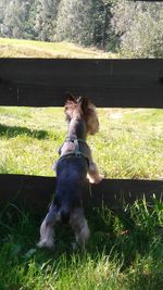 Dog standing on grassy field