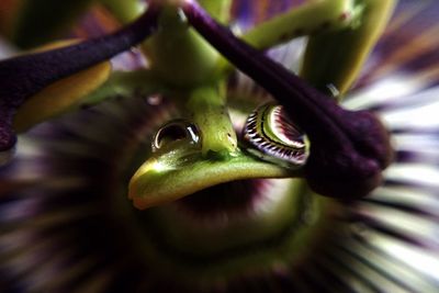 Close-up of insect on leaf