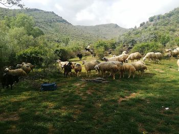 View of sheep on field