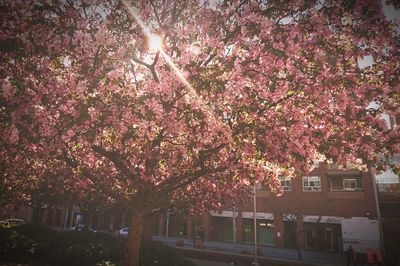 Low angle view of cherry tree against sky