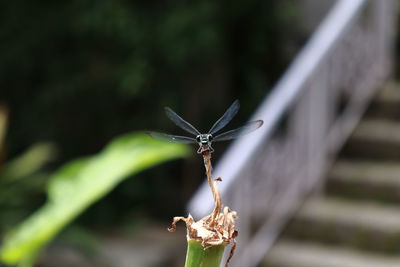 Close-up of insect on plant