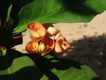 Close-up of rose plant