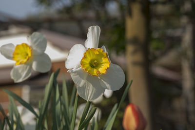 Close-up of white flower