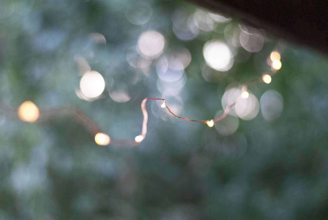 close-up, focus on foreground, plant, no people, nature, tree, outdoors, lens flare, growth, illuminated, day, selective focus, beauty in nature, tranquility, vulnerability, fragility, wet, leaf, lighting equipment, rainy season, raindrop