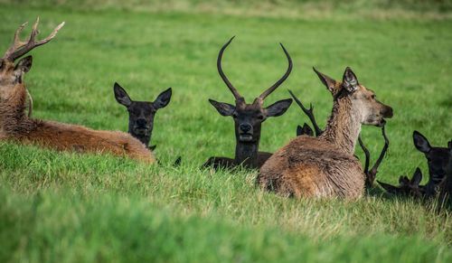 View of deer on grass