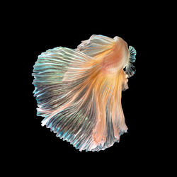 Close-up of fish underwater