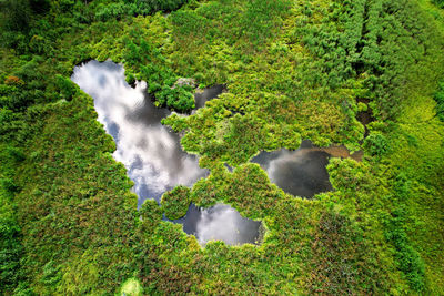 High angle view of waterfall in forest